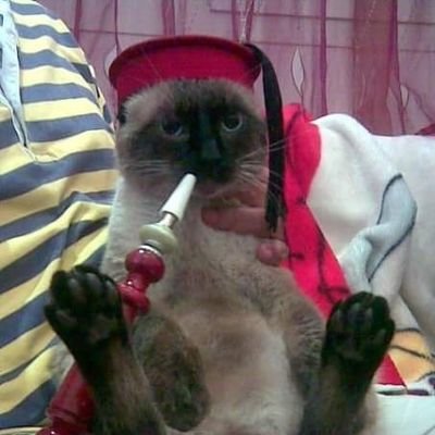 skander21's profile picture. 