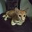 Ashok_K_'s profile image