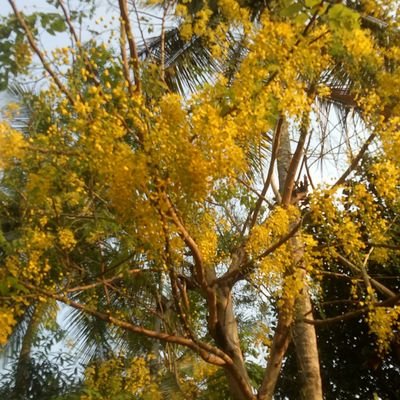 karumarakkadan's profile picture. 