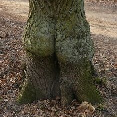 I am a tree who likes to see some morning wood. I'm over 18.