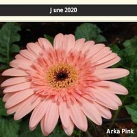 Journal of Horticultural Sciences (@jhorticsci) 's Twitter Profile