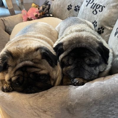 we’re Doug and Doris we are two very spoilt pugs we live the best life ever ❤️❤️❤️