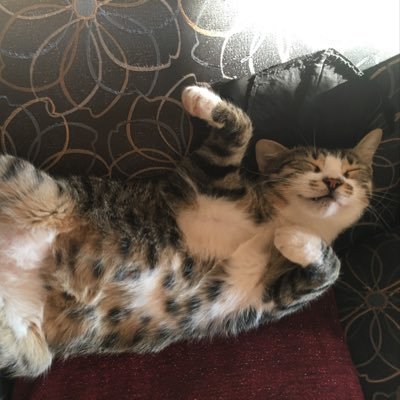 Dabbing cat profile pic and no background image. Yet, I only troll people irl.
