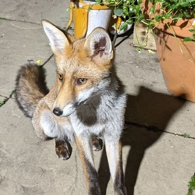 Vegetarian, garden woodworker,
obsessive walker & fox feeder.
Just be nice