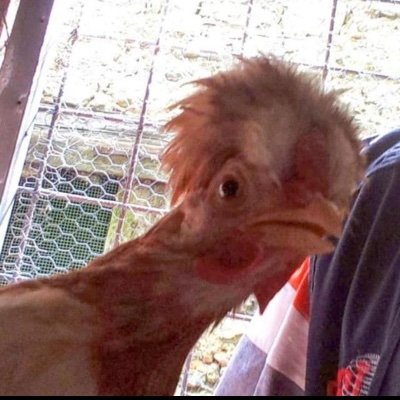 Nothing less than a chicken #vegan 🐶🐥🐔🦆profilo dedicato ai diritti degli animali