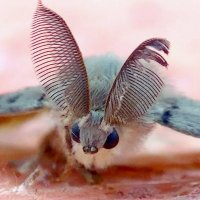 Moth Propaganda (@mothpropaganda) 's Twitter Profile Photo Moth Propaganda (@mothpropaganda) 's Twitter Profile Photo