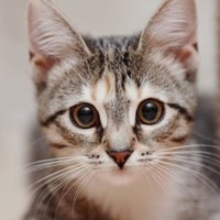 taka (@taka16739008) 's Twitter Profile