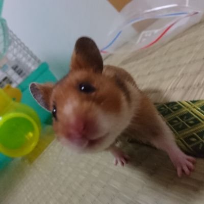 ながつき 赤ちゃんが熱出したときは キャベツ枕で毒素を吸う っていうの 初めて見たときは爆笑した