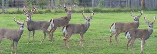 Visit us at Trophy Whitetail Supplies http://t.co/ZnQ6g20PLA