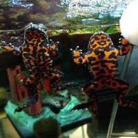 FireBelly Productions (@firebellyprollc) 's Twitter Profile