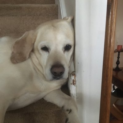 Dan14546163's profile picture. 