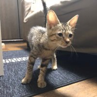 猫のうづきとエマちゃん (@nekono_uzuki) 's Twitter Profile