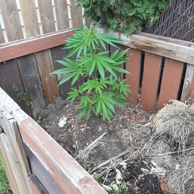 adventurer. diamond in the rough, like a cannabis plant growing out of a compost bin kinda rough
