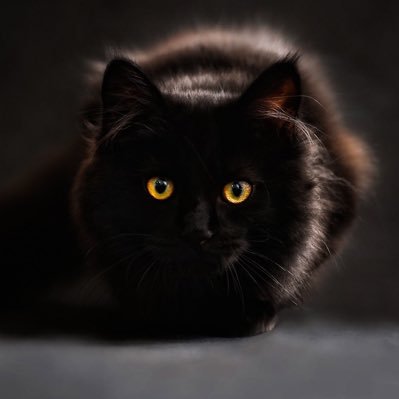 背筋を凍らす部屋🐈‍⬛菊太郎さんのプロフィール画像