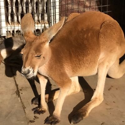 gochagocha3311's profile picture. challenge