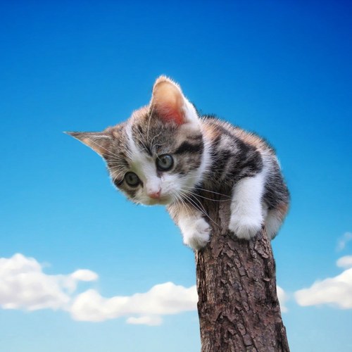 sino__onis's profile picture. 