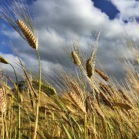 WAFarmersGrains (@wafarmersgrains) 's Twitter Profile