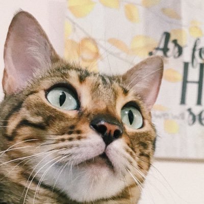 Hannah TYさんのプロフィール画像