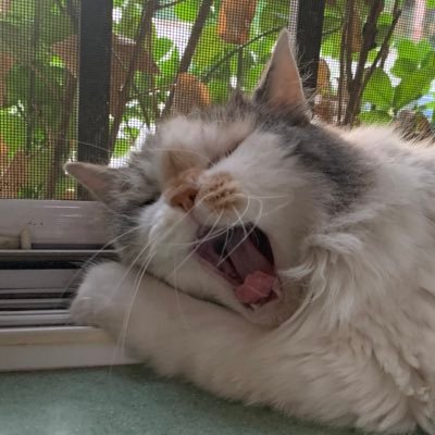 _FanFang_'s profile picture. Making @NainaiRecipe with @houkanshan | She/Her 🇨🇳 🍰🍣🍜🍤🥩