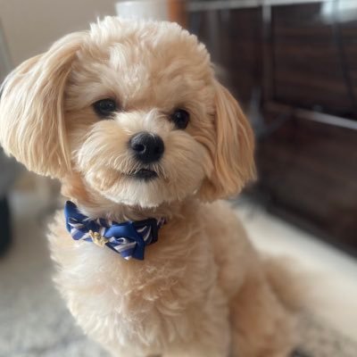Maltipoo_Q's profile picture. ■名前 きゅーちゃん ［♀］■2019年9月9日産 ■mixマルプー（マルチーズ✖️トイプードル）♪♪♪♪♪♪ #しっぽ会 会犬番号🐶NO:A-99 （きゅーきゅー！）■ インスタ:https://t.co/5c6JegmRKm