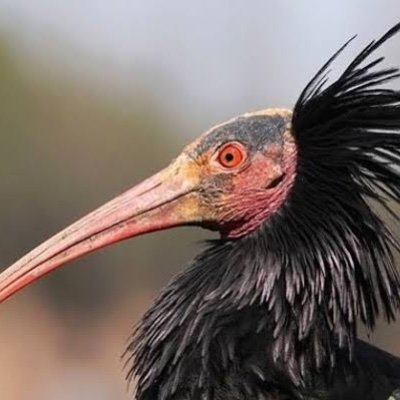 FlagellummDei's profile picture. faydası yok,geç kalınmış figanın