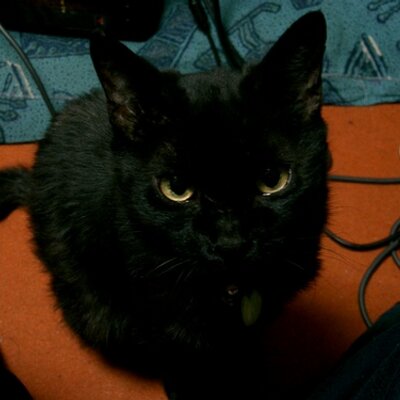 くろねこ☆ Amazon | [フェイバリット] くろねこスニーカー (Mono, L