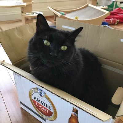 SophiaTheHemCat's profile picture. Hemingway cat