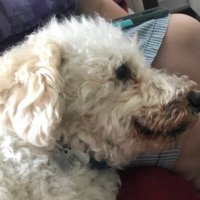 deXter brooKs-BRown (@dexterdogge) 's Twitter Profile