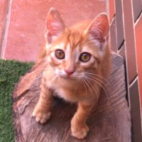 tippy (@tippythekitten) 's Twitter Profile