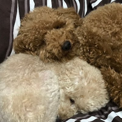 トイプードルのここっちゃんねる こんにちは 今日も暑いですね 隣でママが洗濯物をたたんでいるので 終わるまで横で待ってます トイプードル Toypoodle 横で待ってる犬 犬好きさんと繋がりたい 小型犬
