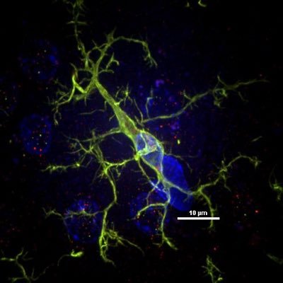 The Vernon Lab Profile