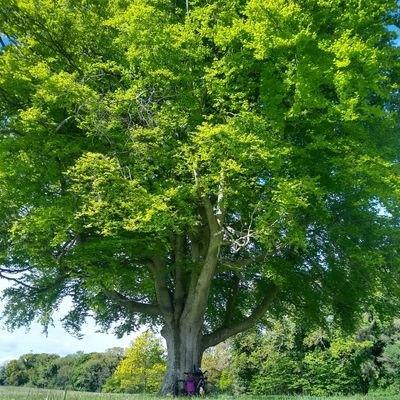 am_dill's profile picture. 