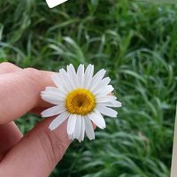 Cankırığım (@cankirigimsin) 's Twitter Profile