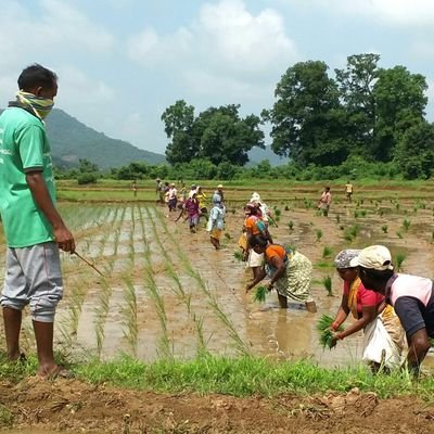 Natural Farming Fellows are a unique cadre in Andhra Pradesh Zero Budget Natural Farming programme @APZBNF working as a farmer, researcher, trainer, team leader