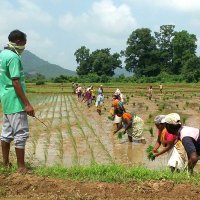 Natural Farming Fellows AP(@FarmingFellows) 's Twitter Profile Photo