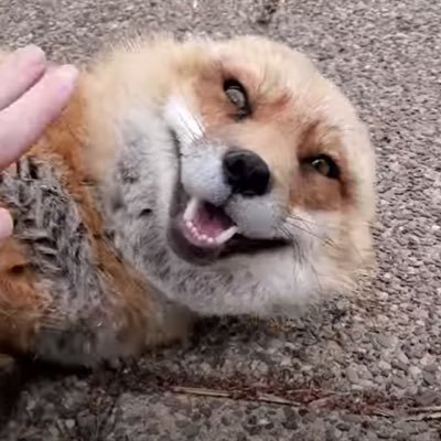 SaveAFox Profile