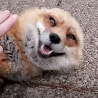 SaveAFox (@saveafox) 's Twitter Profile