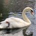 Norwich Swan Project (@swan_norwich) Twitter profile photo