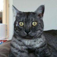 Zephyr 🌈💔👼 (@simonballtweets) 's Twitter Profile Photo Zephyr 🌈💔👼 (@simonballtweets) 's Twitter Profile Photo
