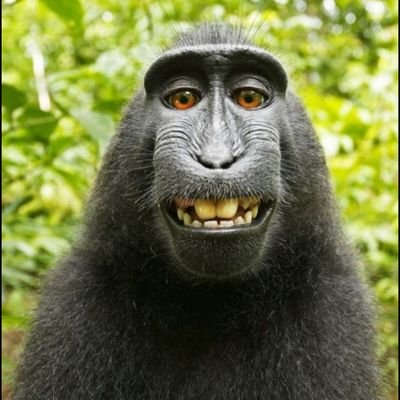 Joaquin30163627's profile picture. bro I'm a deformed monkey that was thrown in the sewers and raised by the hillbillies that lived down there