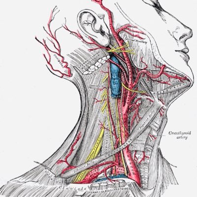 Otolaryngology Intern Profile