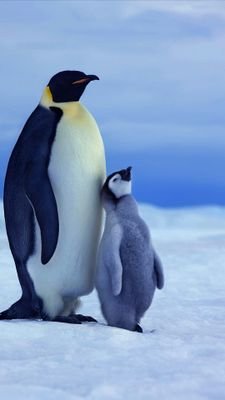 Katwwa2's profile picture. serious axe