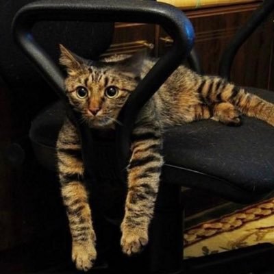 GlyMrtKarakaya's profile picture. ............