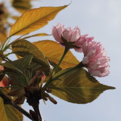 The_Artist_19's profile picture. Be Uniquely You! 💙PSHS'21🤍ISU’25❤️