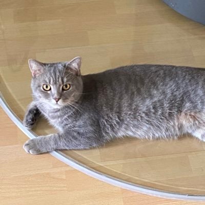 Miezhaus2's profile picture. Never far from cats. Or coffee. Or Chaos. Lehrerin. Tweets D/E