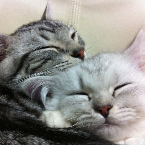 HETAREOUJIsama's profile picture. 本が好き。ゲームも好き。でもやっぱり猫が好き。 近頃はボードゲームと息子も好き。