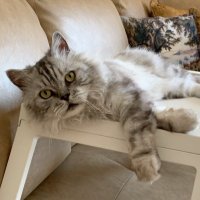 Moni (@ramonamardini) Twitter profile photo