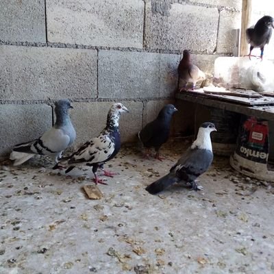 kızların  hastasıyız yolların şoforuyum