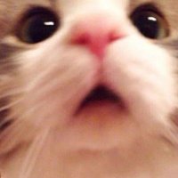 Bean Burrito (@beanbur75779785) 's Twitter Profile