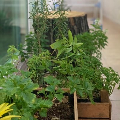 verde_capital's profile picture. Desde la comunicación y el periodismo trabajamos en contar historias para lograr una #CDMXverde